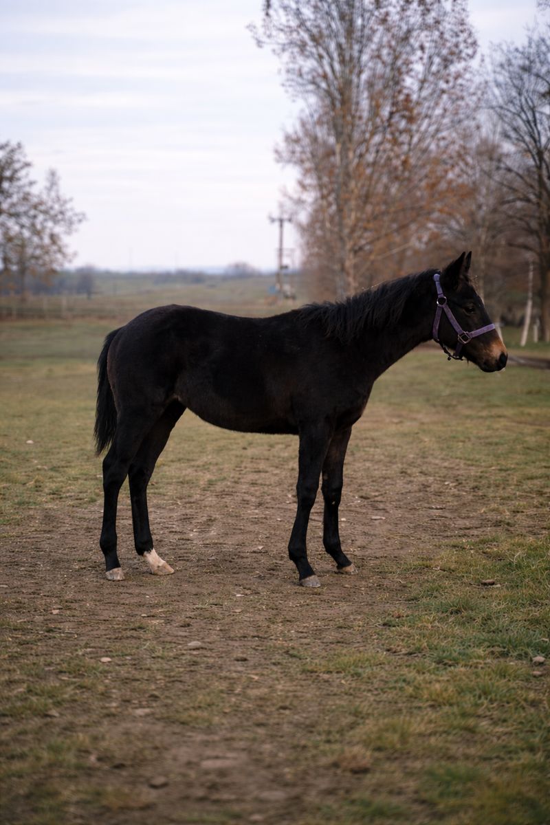 Regölő xx  Csikókorában